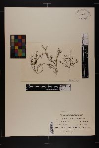 Gracilaria coronopifolia image