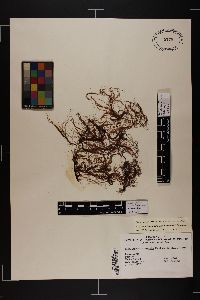 Polysiphonia kapraunii image