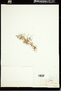 Nitella blankinshipii var. missouriensis image