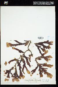 Cryptopleura ruprechtiana image