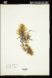 Sargassum platycarpum image