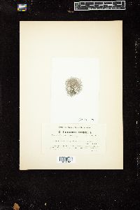 Batrachospermum confusum f. anatinum image