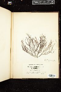 Gracilaria foliifera image
