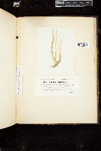 Cladophora hutchinsiae image