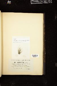 Cladophora crispula image
