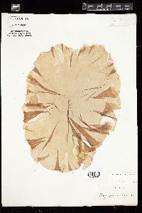 Porphyra vulgaris image