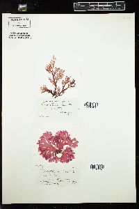 Callophyllis laciniata image
