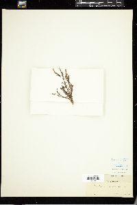 Alsidium corallinum image