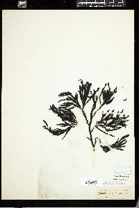 Cystophora platylobium image