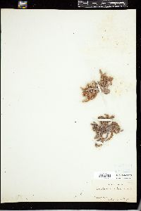 Eucheuma denticulatum image