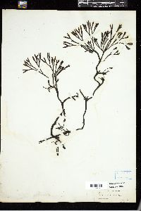 Fucus fastigiatus image