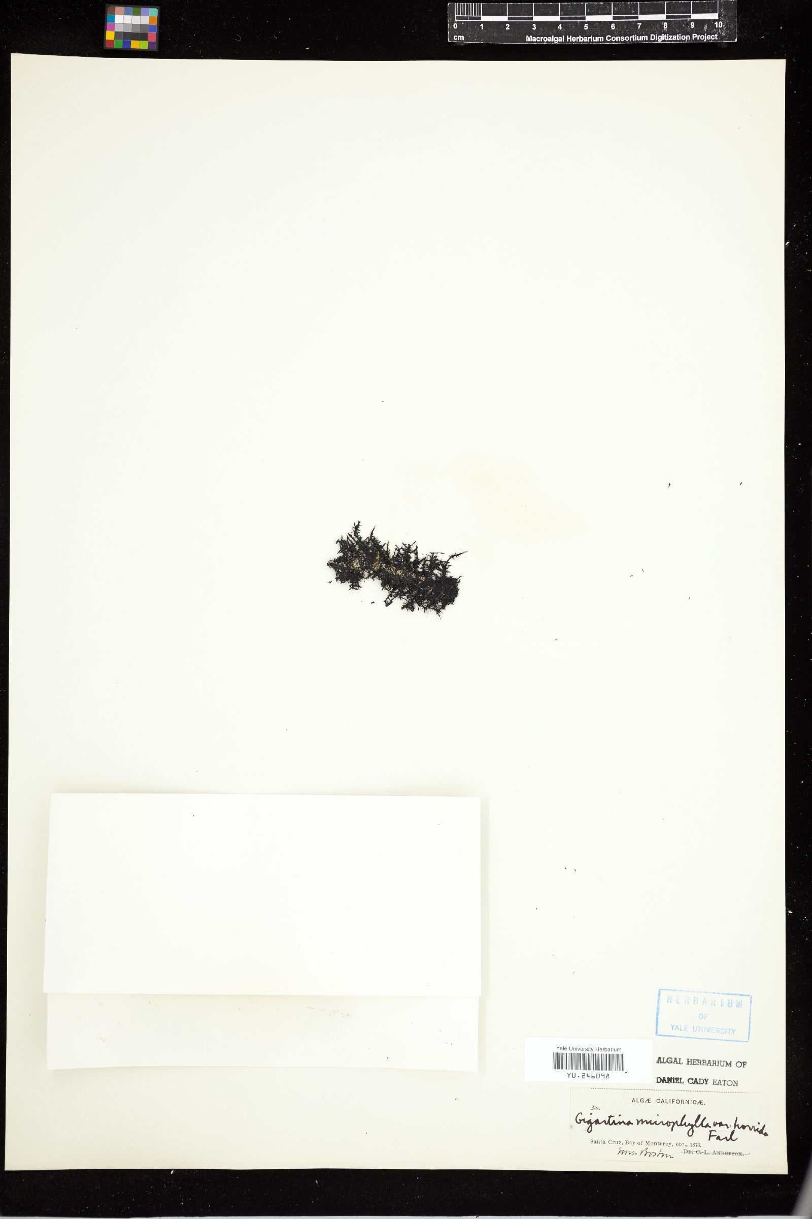 Gigartina microphylla var. horrida image
