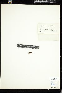 Gloeocystis rupestris image