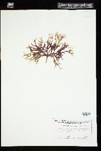 Gracilaria mammillaris image