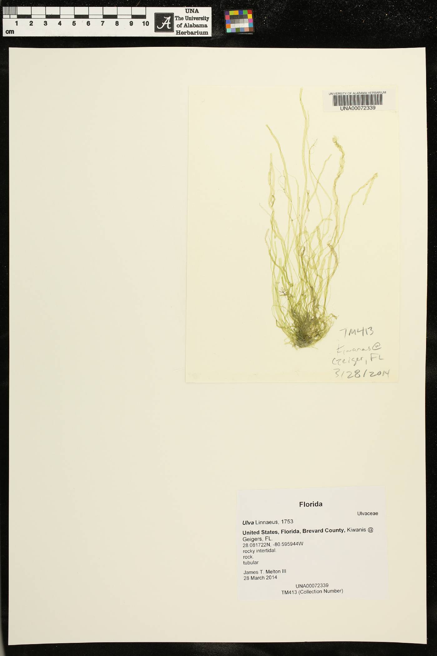 Ulvaceae image